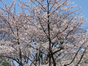 五福キャンパス内の桜もほぼ満開です